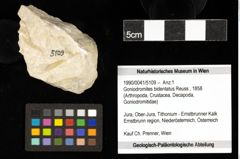 Foto (Objekt + Etiketten) von Goniodromites bidentatus (Reuss, 1858) 